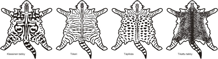 tabbyt
