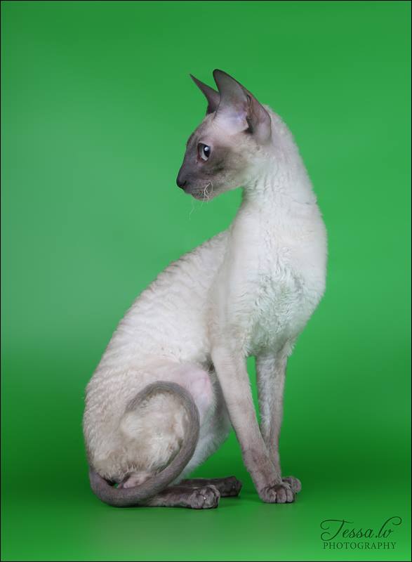 dodo