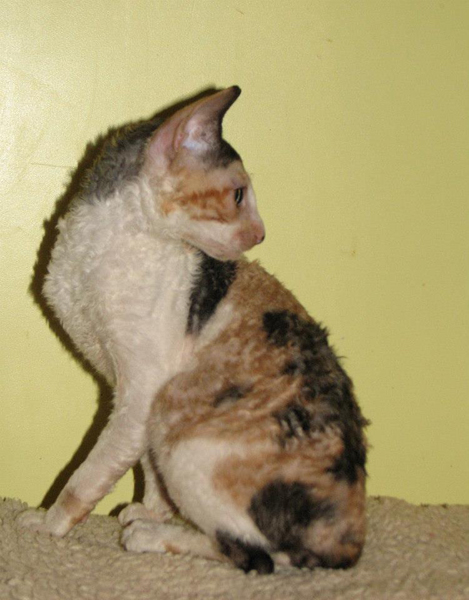 lahja