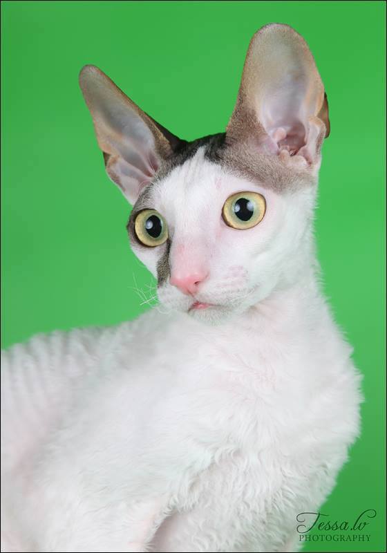 pinja