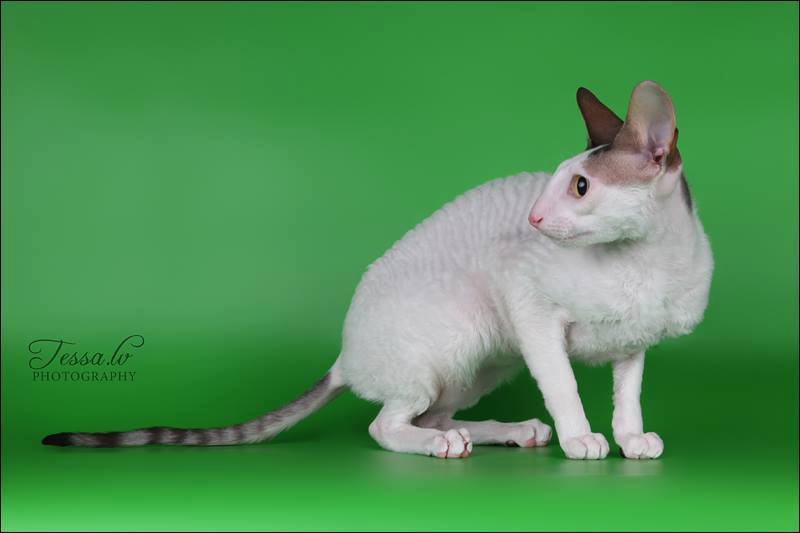 pinja