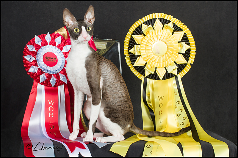 cornish rex