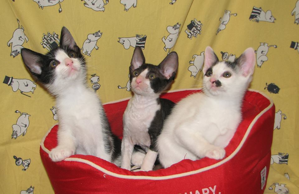 cornish rex pennut