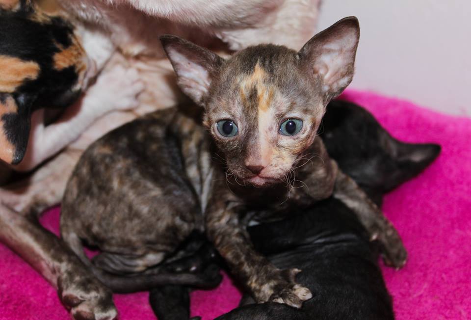 cornish rex pentu