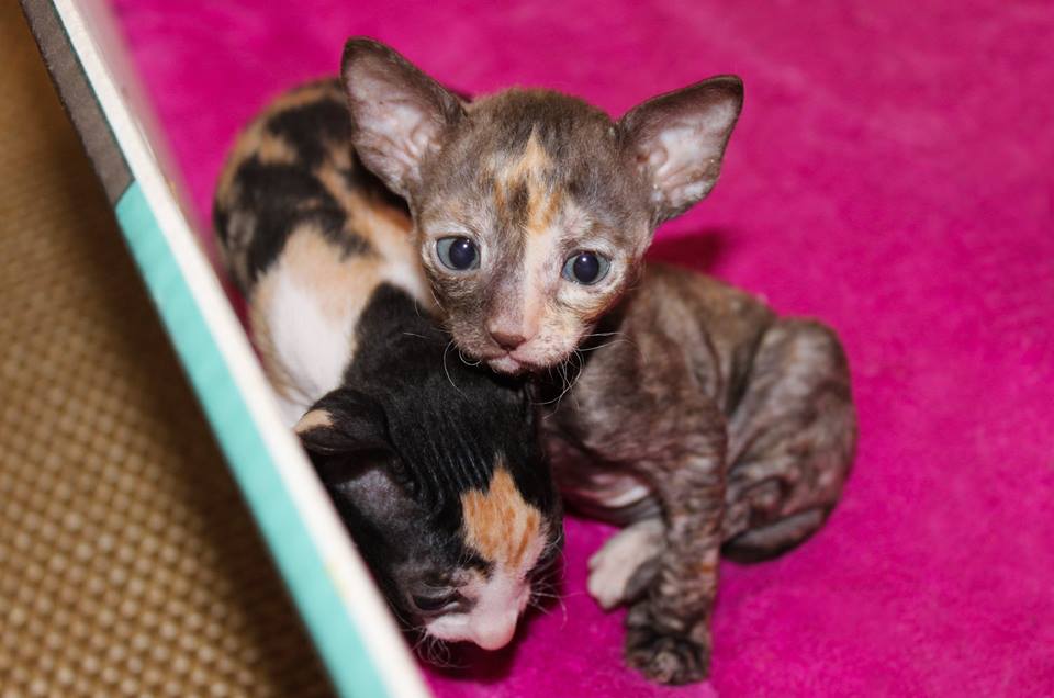 cornish rex pentu
