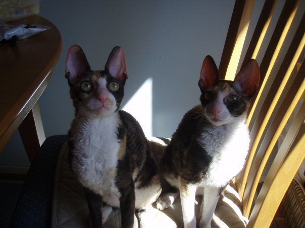 rulla&rassi