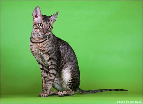 viljo