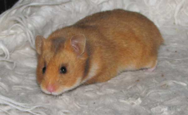 matida