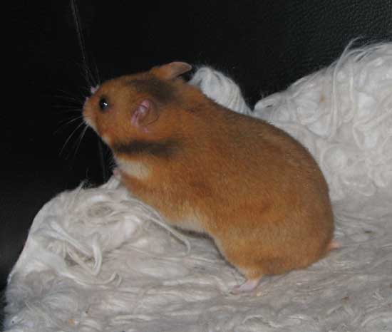 matilda