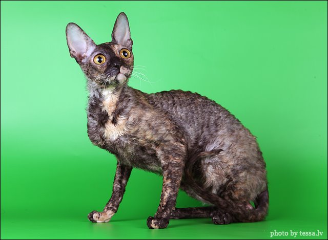 pipa